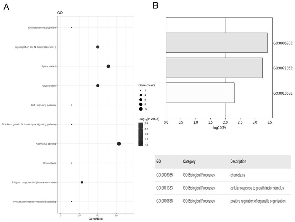 Postmenopausal osteoporosis related gene screening and function analysis method