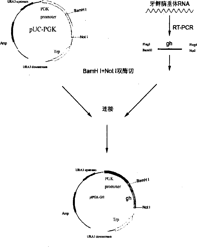 Transgenic yeast containing flounder growth hormone gene, preparation and application thereof