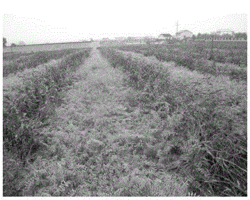 Method for interplanting winter green manure in tea garden