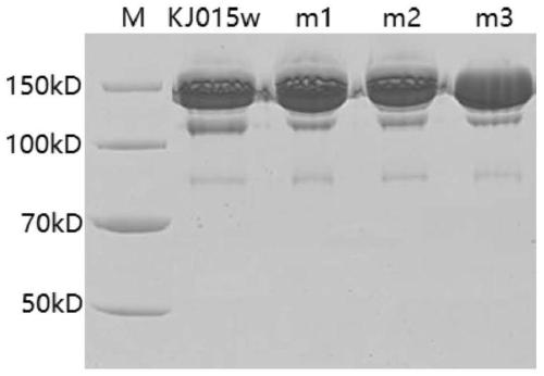 Anti-HER2 dual-specific antibody and application thereof