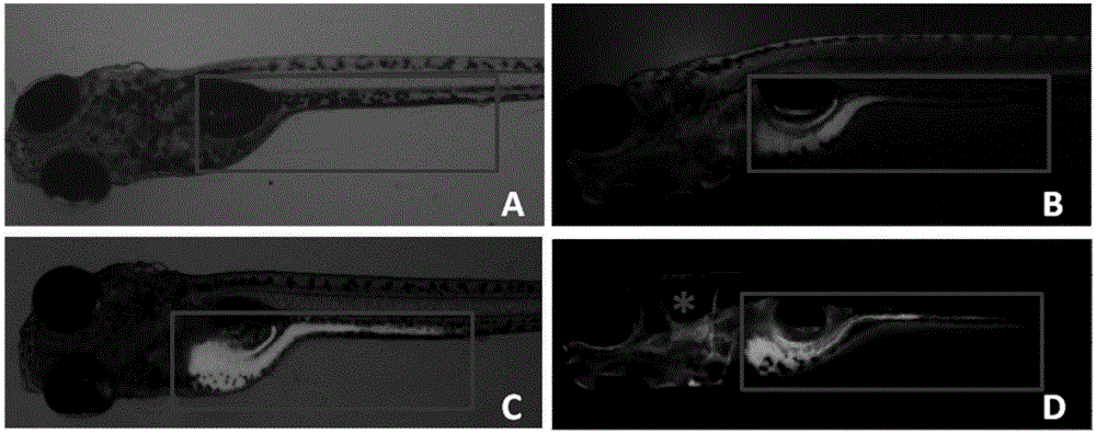 Method for marking gastrointestinal tract of zebra fish with calcein