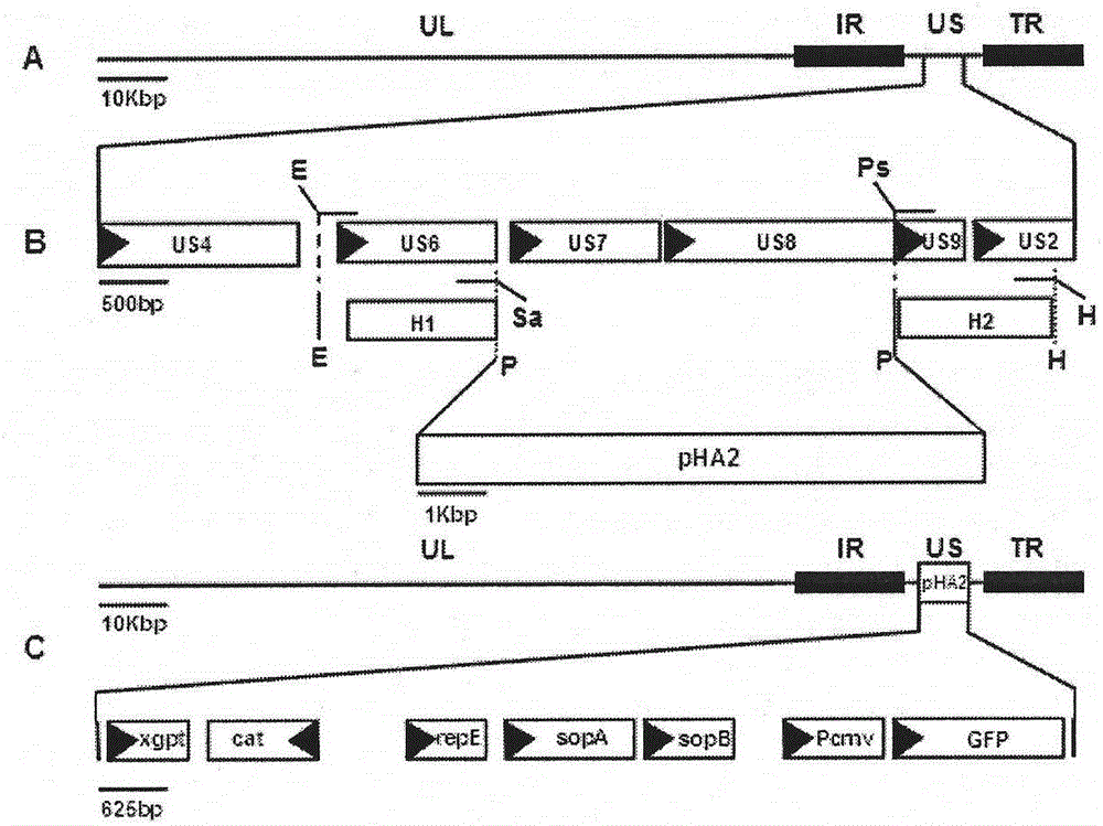 TK, ge and gT gene deletion strain of porcine pseudorabies virus variant and application of TK, ge and gT gene deletion strain