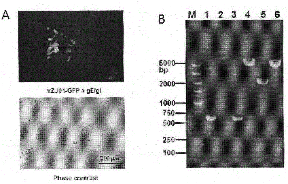 TK, ge and gT gene deletion strain of porcine pseudorabies virus variant and application of TK, ge and gT gene deletion strain