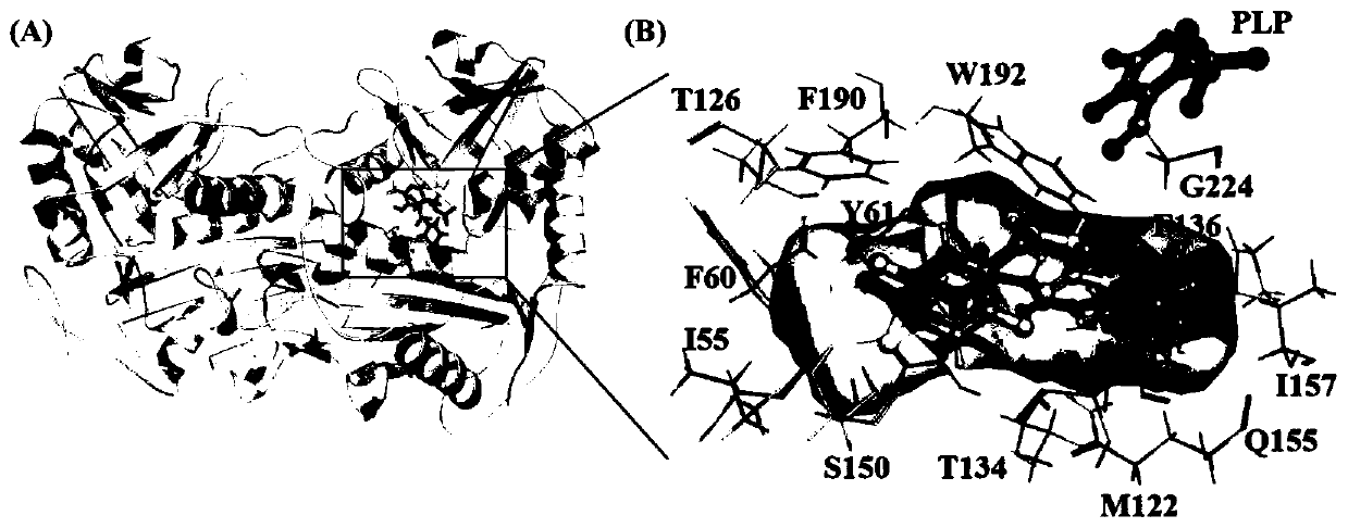 Amine transaminase AcATA mutant and application thereof in preparation of sitagliptin intermediate