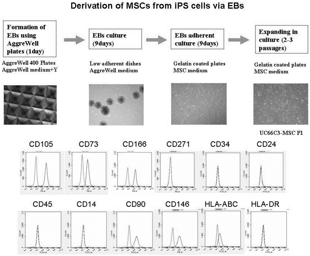 Method for constructing cartilage tissues by aid of human urine cells