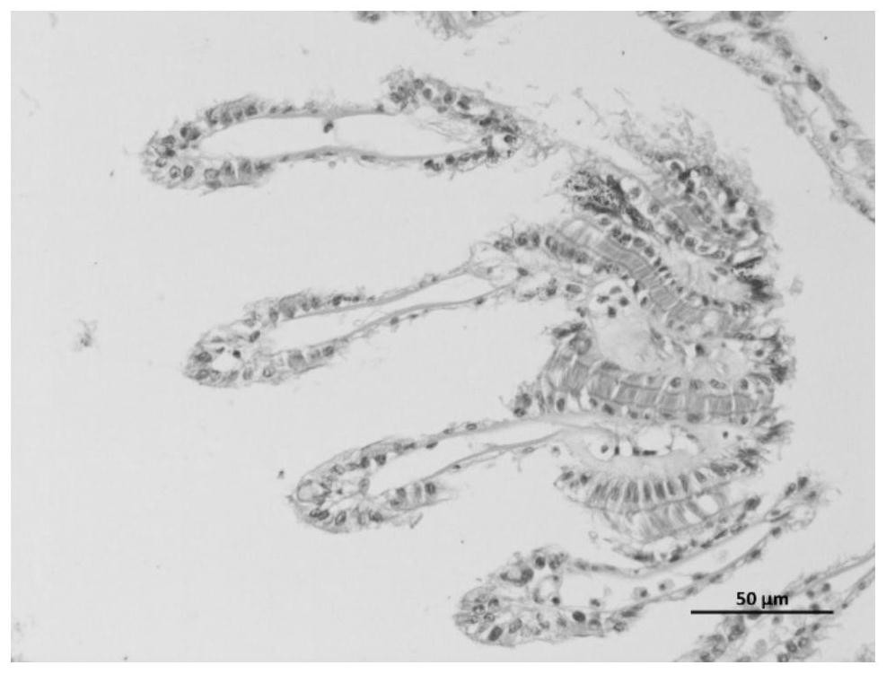 Method for judging low-temperature injury degree of chlamys nobilis