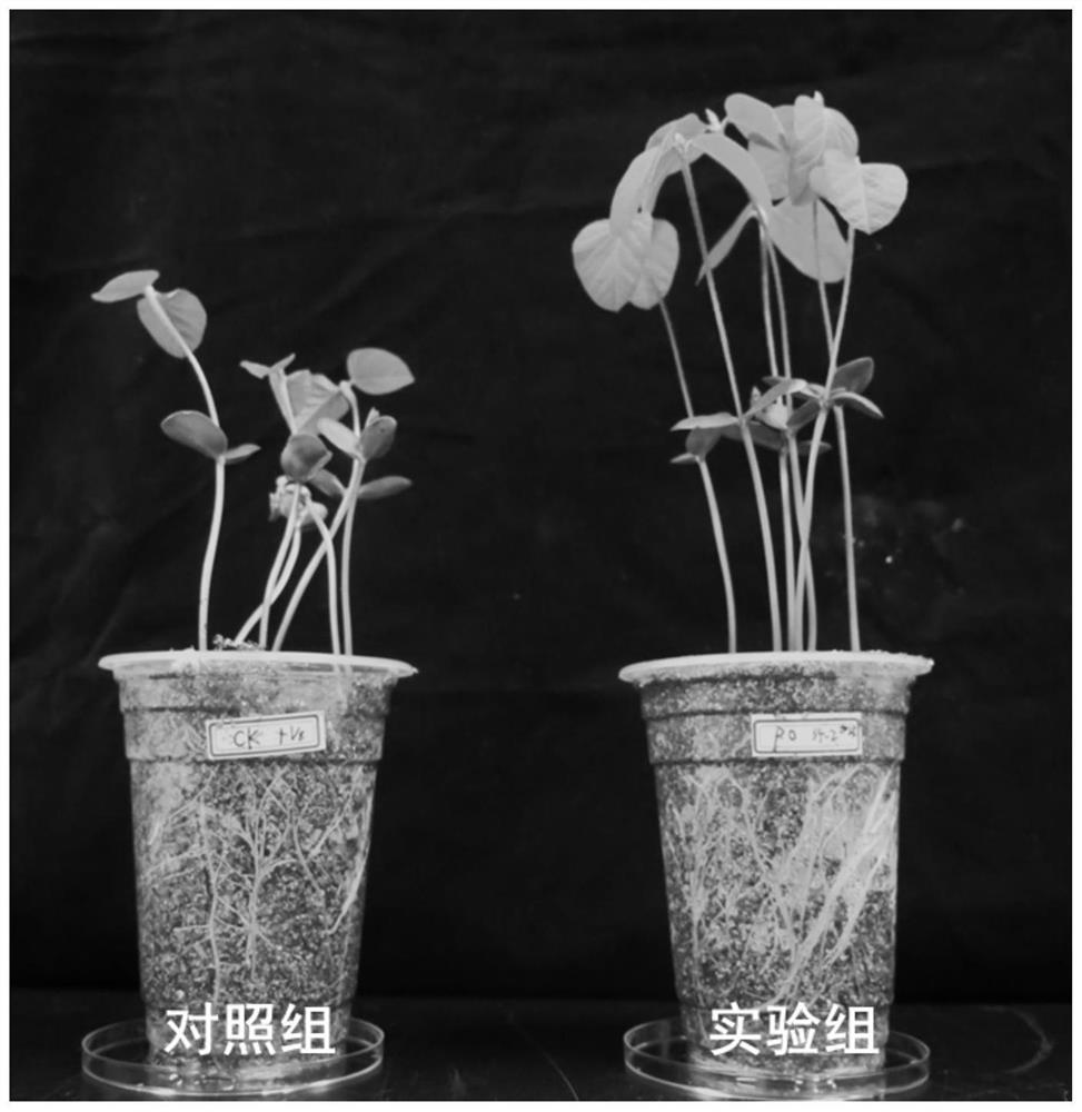 A kind of plant root rot biocontrol bacteria and application thereof