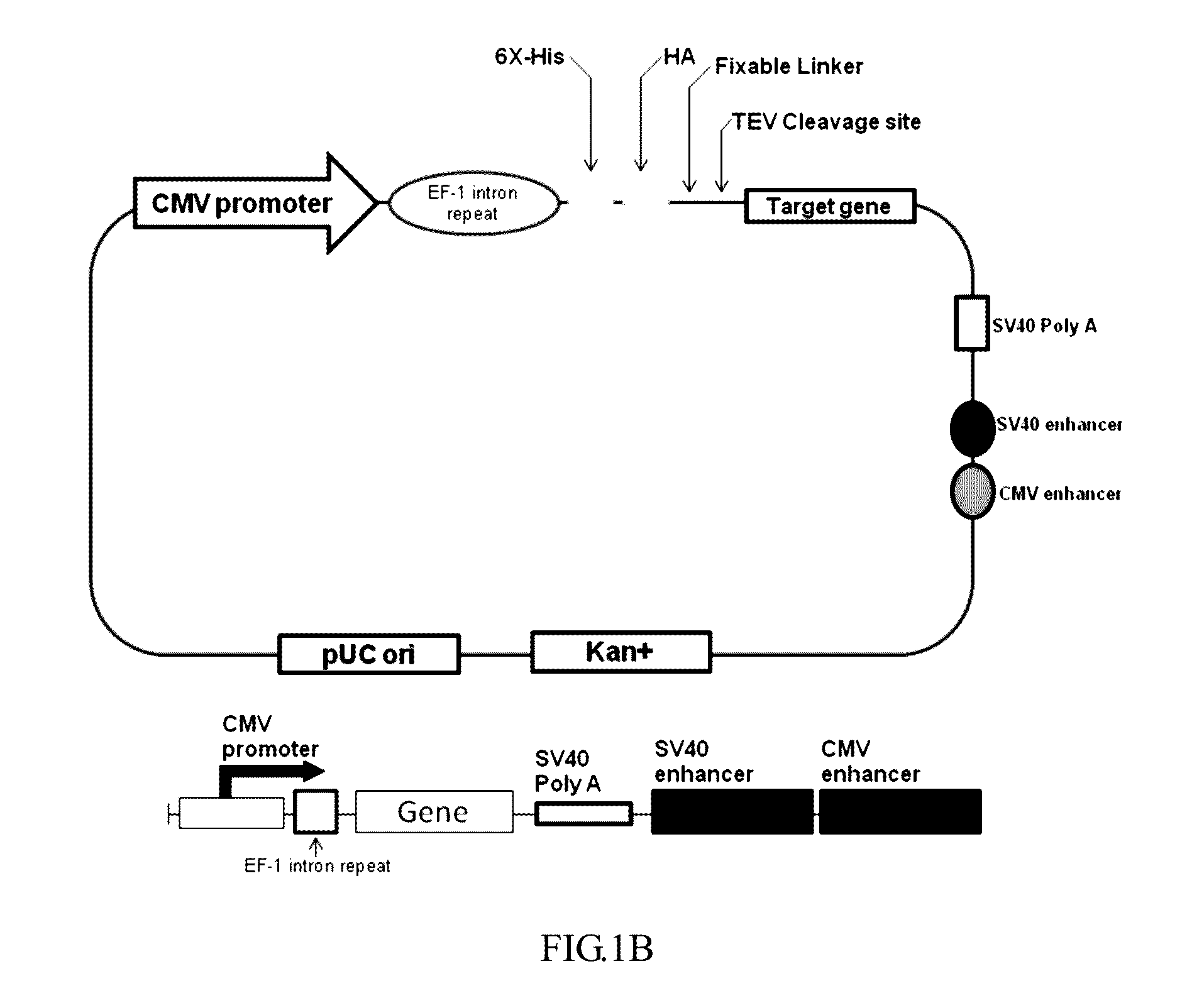 Nucleic acid sequence segment for enhancing protein expression