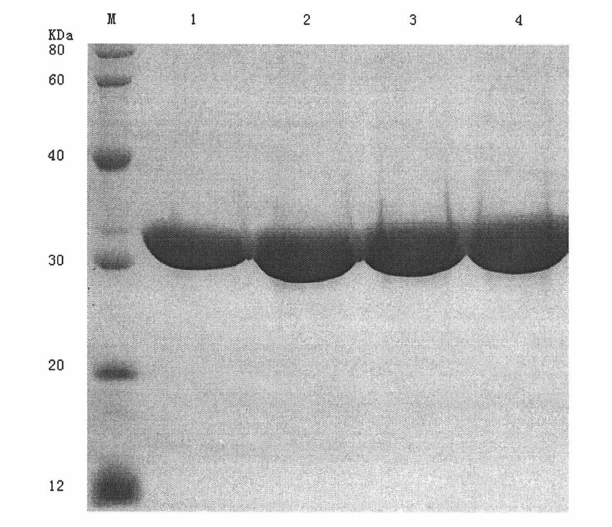 Construction of recin A chain mutant and application of recin A chain mutant as candidate vaccine antigen