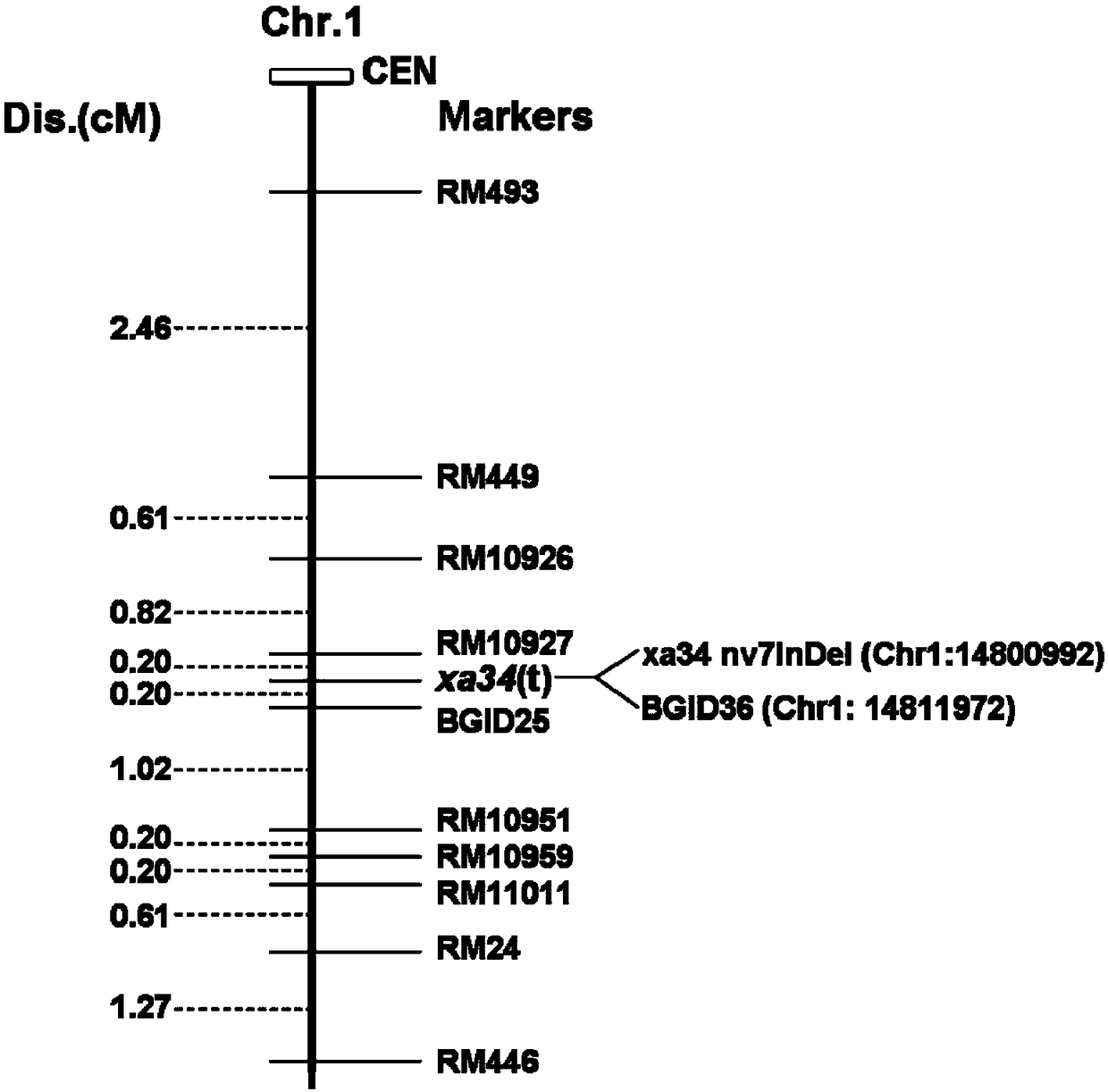 InDel molecular marker realizing coseparation with rice xanthomonas oryzae resistant gene xa34(t) as well as detection primers and applications of InDel molecular marker