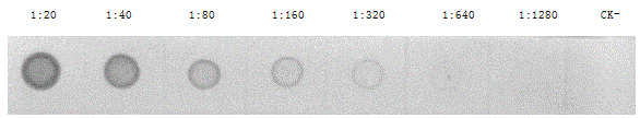 Hybridoma cell strain secreting monoclonal antibody against citrus tatter leaf virus and application of monoclonal antibody thereof