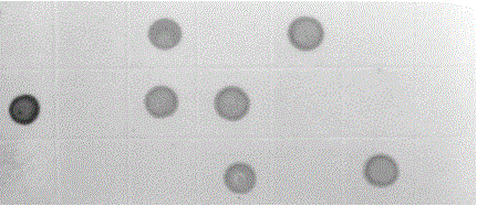 Hybridoma cell strain secreting monoclonal antibody against citrus tatter leaf virus and application of monoclonal antibody thereof