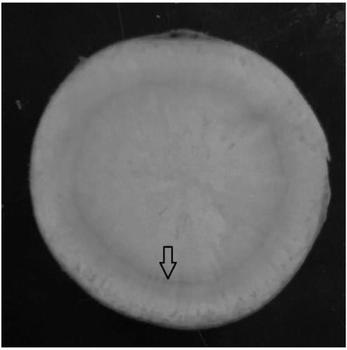 Preparation method of ginseng stem cells