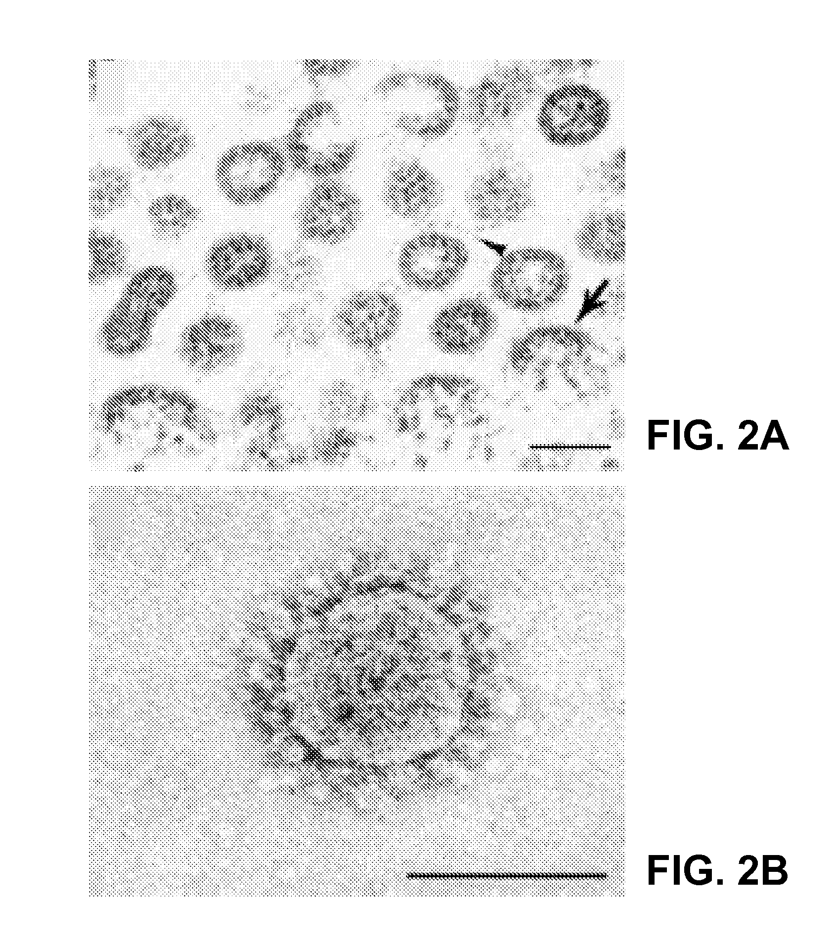 Coronavirus isolated from humans