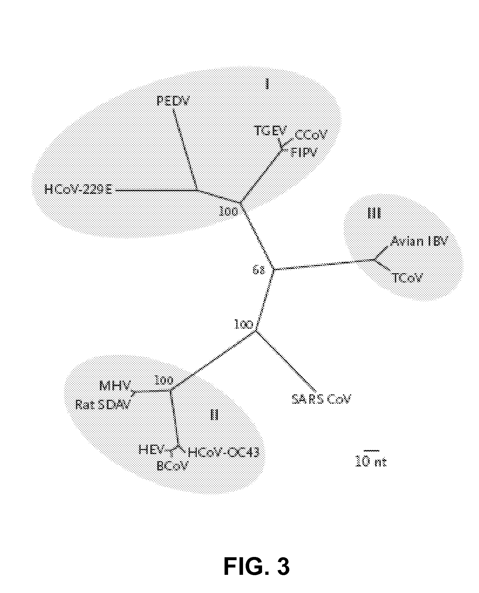 Coronavirus isolated from humans