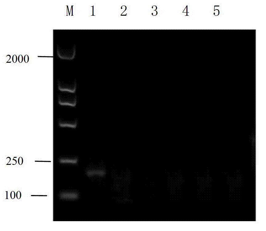 Method for detecting epizootic haematopoietic necrosis virus based on liquid-phase chip