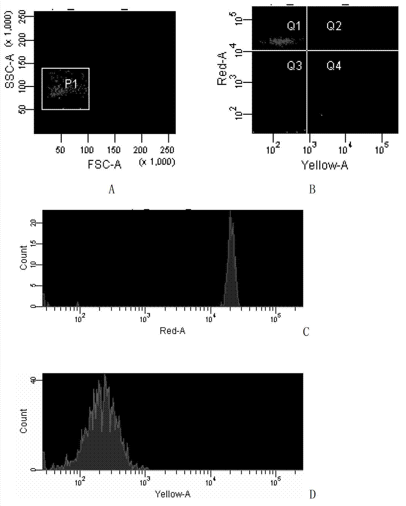 Method for detecting epizootic haematopoietic necrosis virus based on liquid-phase chip