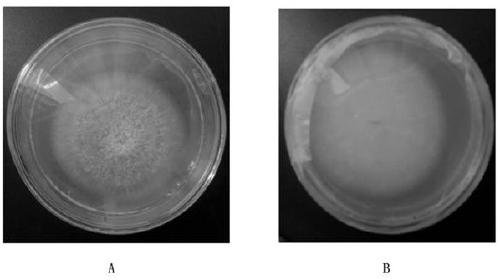 Aspergillus strain and application thereof