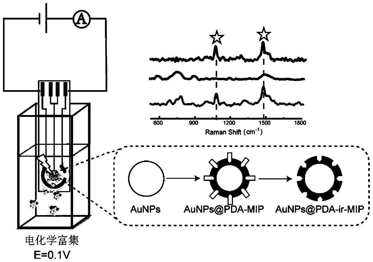 Surface molecular imprinting SERS (Surface Enhanced Raman Scattering) sensor based on core-shell structure polydopamine coated gold nanoparticles as well as preparation and application of surface molecular imprinting SERS sensor