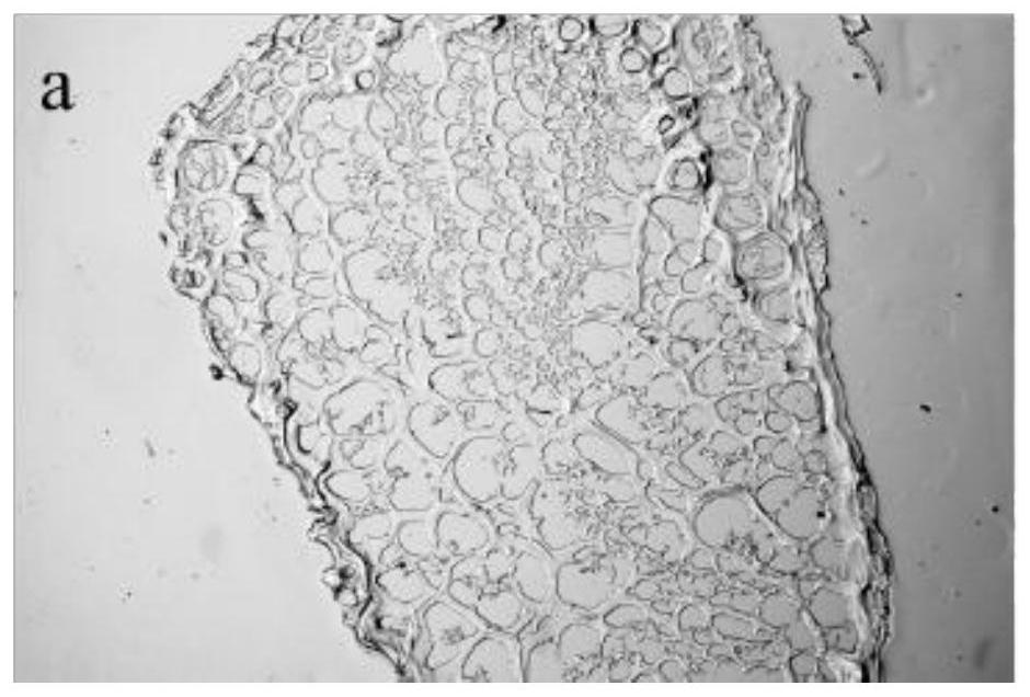 A method for weakening the inhibition of cyclodextrin glucosyltransferase product