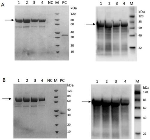 Fusion protein, and pharmaceutical composition and use thereof