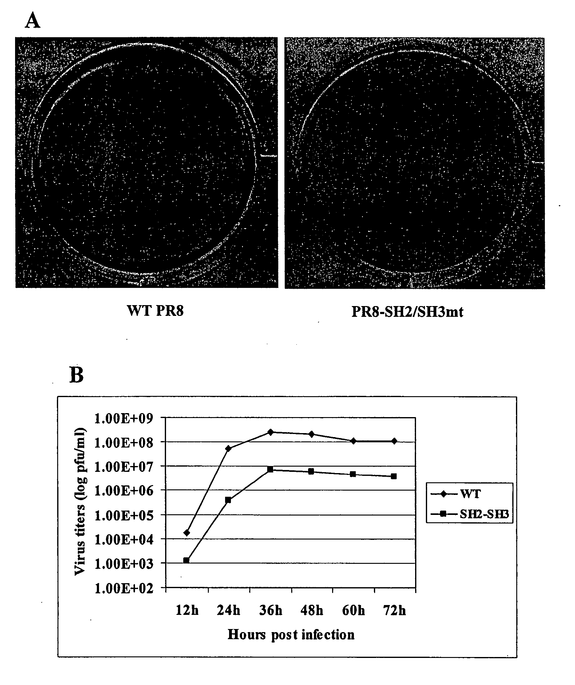 Attenuated influenza NS1 variants