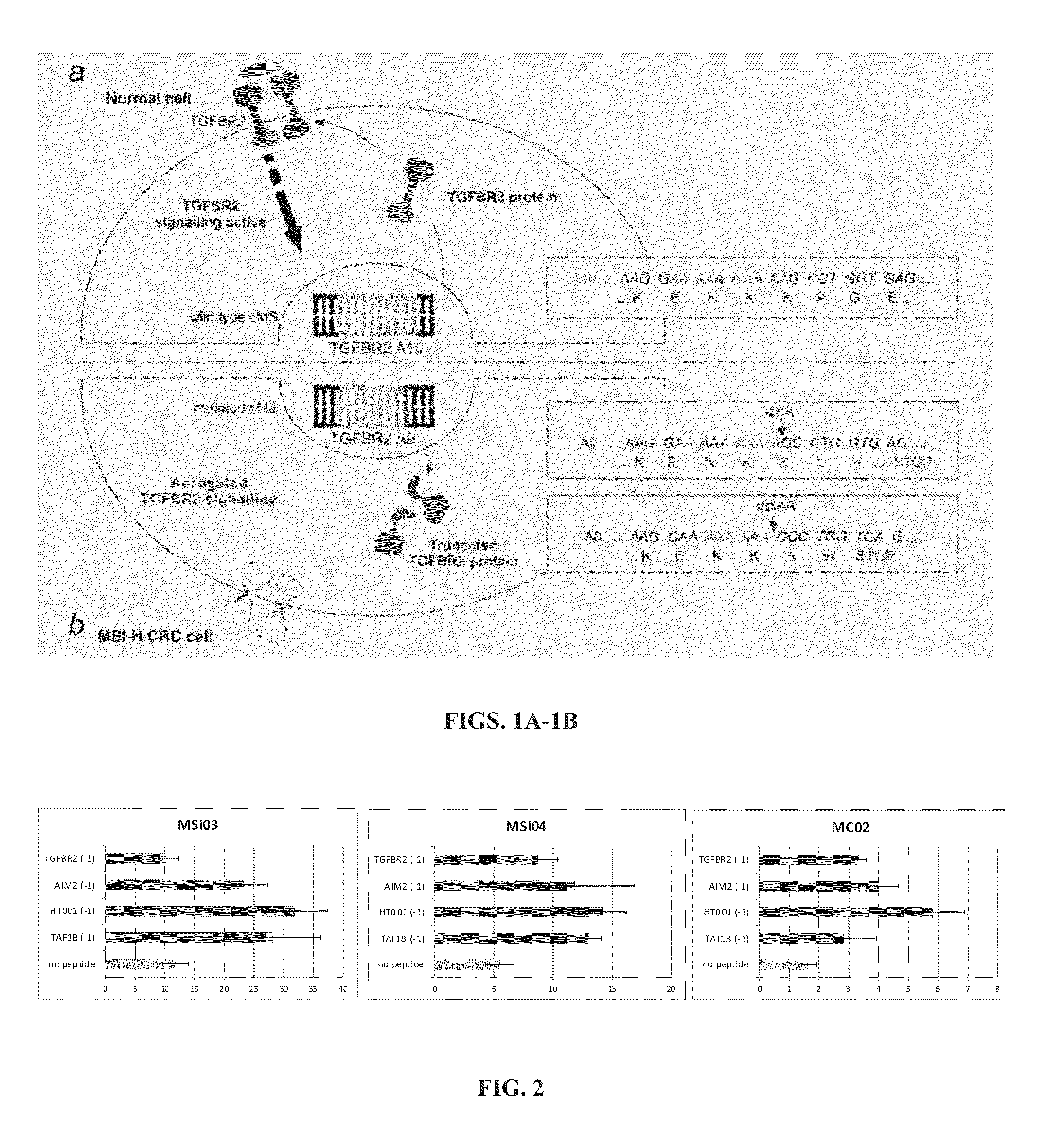 Msi-specific frameshift peptides (FSP) for prevention and treatment of cancer