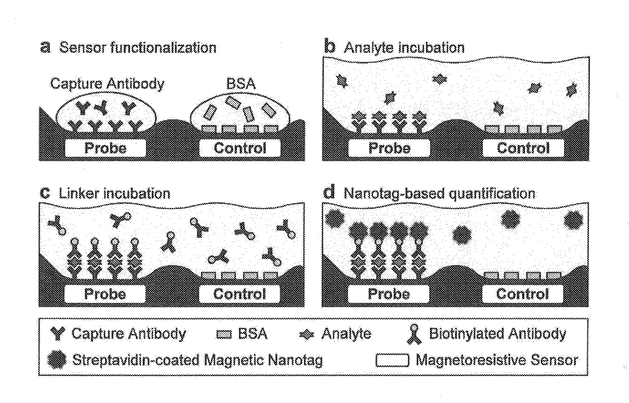 Analyte detection with magnetic sensors