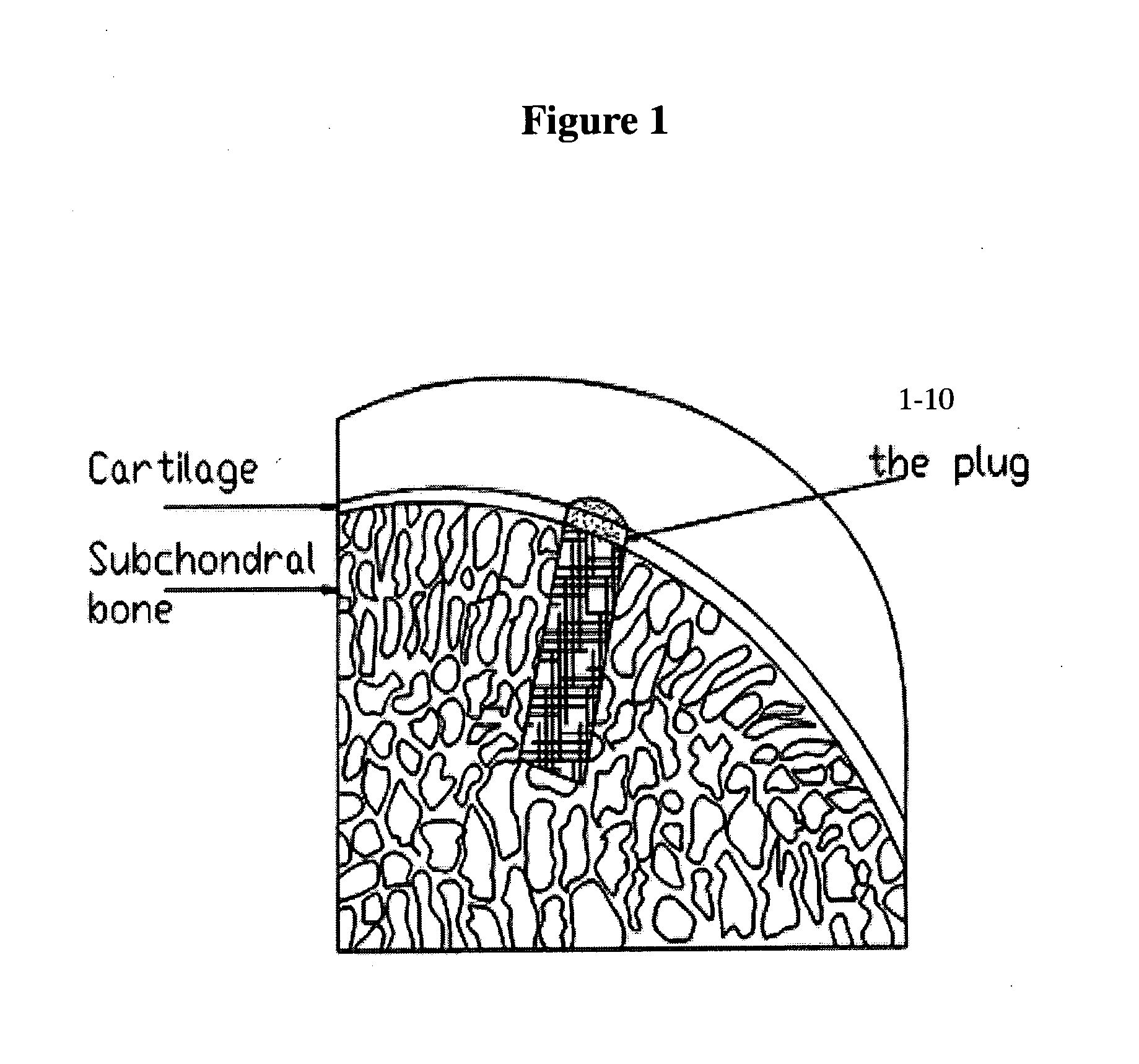 Solid Forms for Tissue Repair