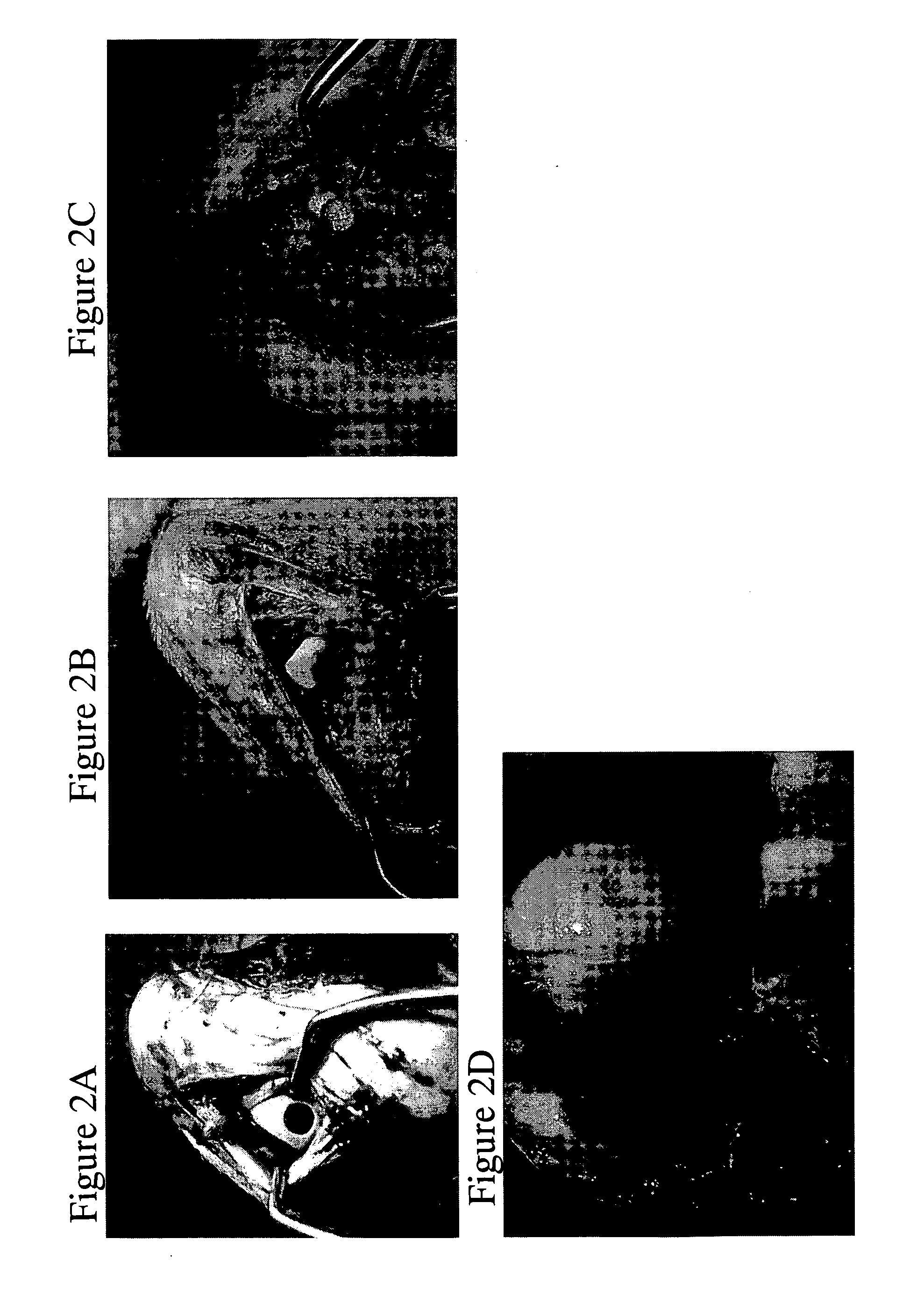 Solid Forms for Tissue Repair