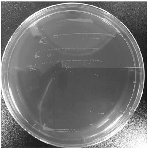 Tetragenococcus halophilus and application thereof