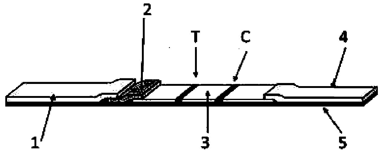 Influenza A virus IGA antibody immunofluorescence detection test strip and its preparation method, detection method and application