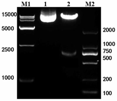 Application of carher1-nkt cells in the preparation of preparations for the treatment of advanced HER1-positive cholangiocarcinoma