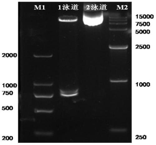 Application of carher1-nkt cells in the preparation of preparations for the treatment of advanced HER1-positive cholangiocarcinoma