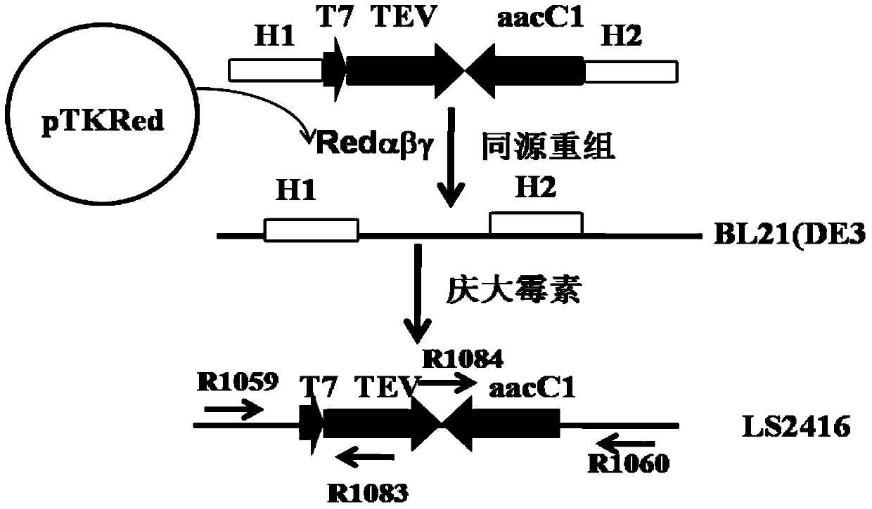 Method of shearing fusion protein by escherichia coli intracellular protease