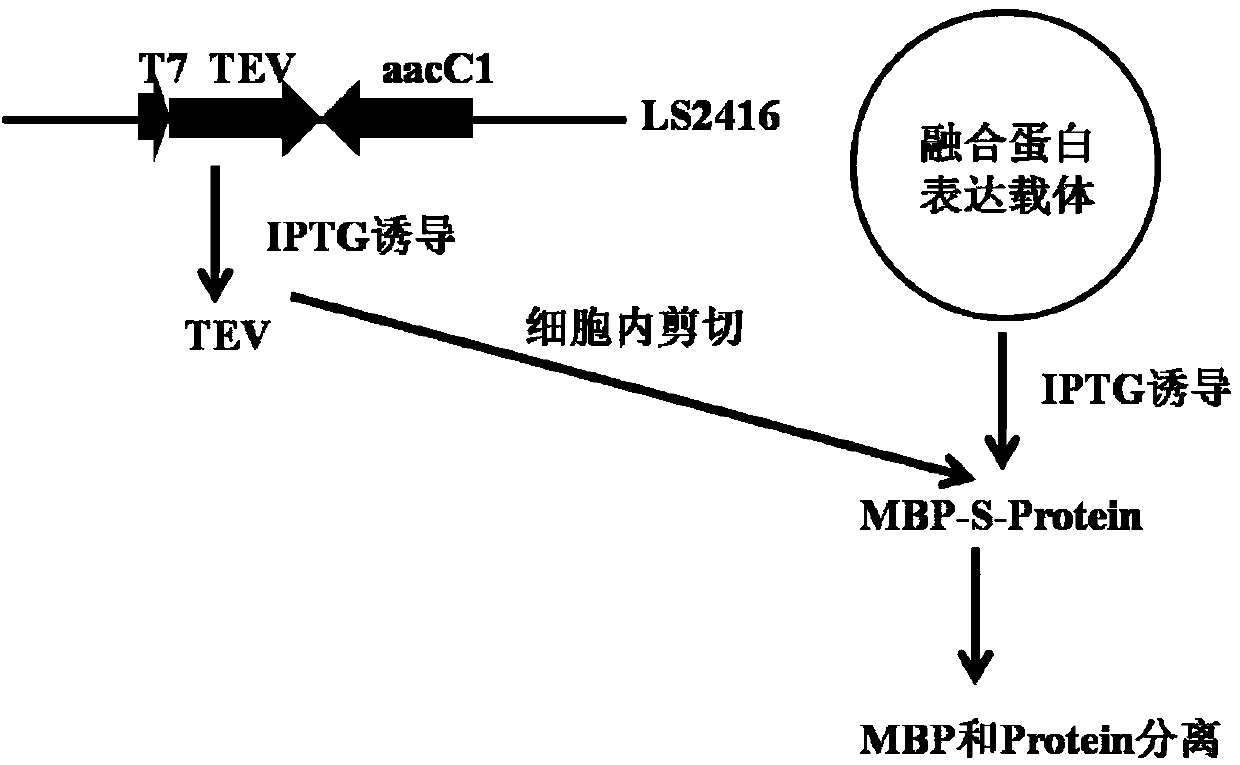 Method of shearing fusion protein by escherichia coli intracellular protease