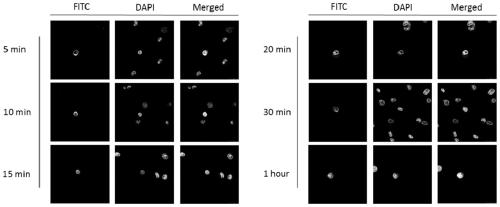 A kind of cell penetrating peptide and cell penetrating peptide complex and the application of both