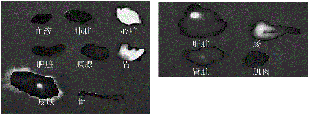 Targeting molecular imaging probe and living molecular imaging method