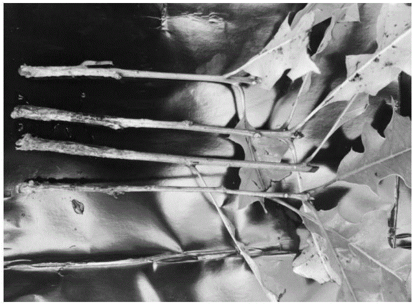 Secondary cutting propagation method for quercus nuttallii