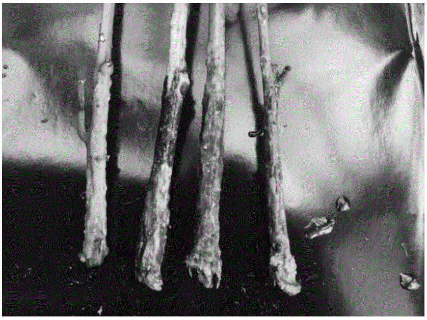 Secondary cutting propagation method for quercus nuttallii