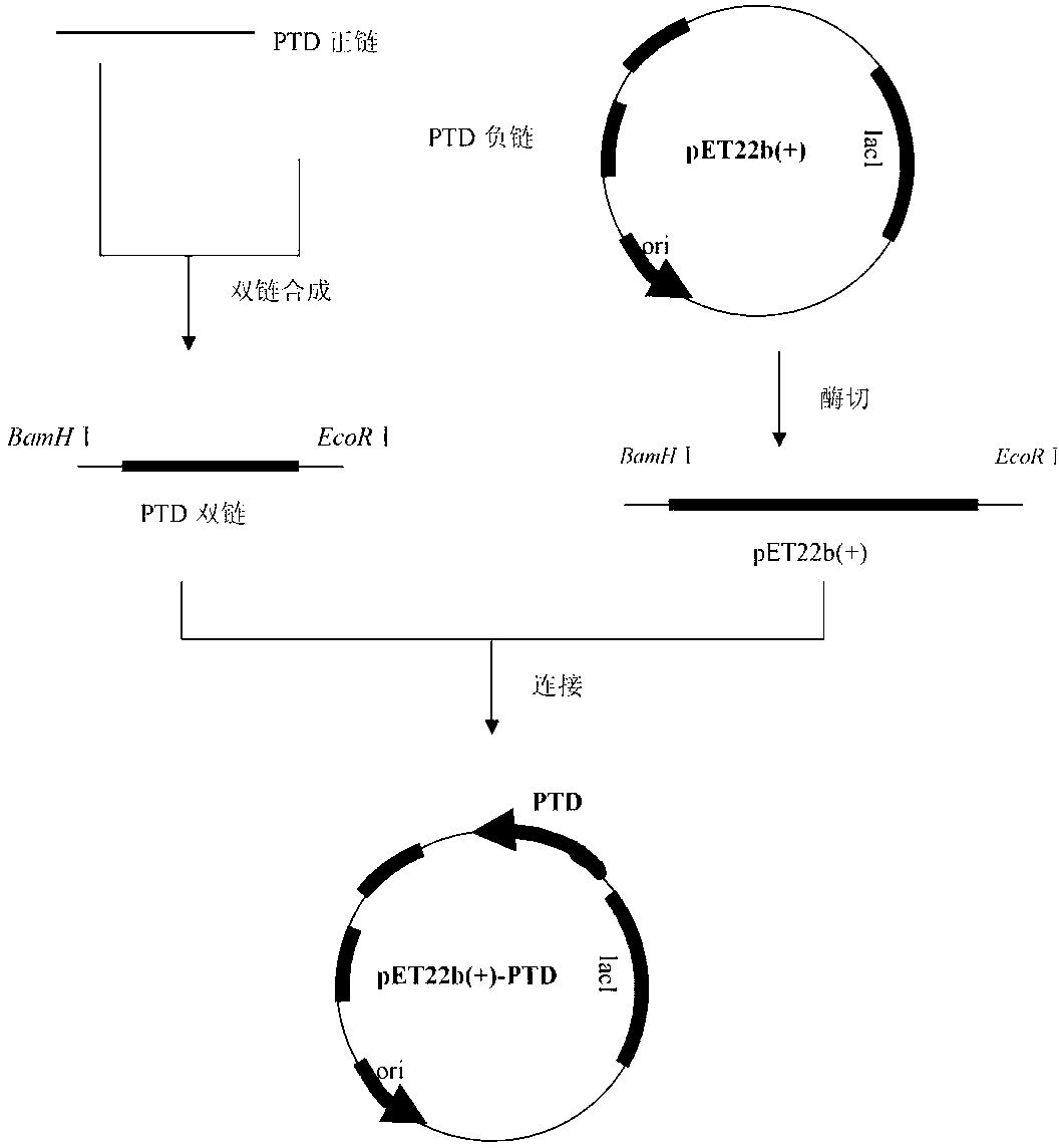 Construction method for prokaryotic secretory expression vector of protein transduction domain-Apoptin (PTD-Apoptin) fusion protein and application of prokaryotic secretory expression vector