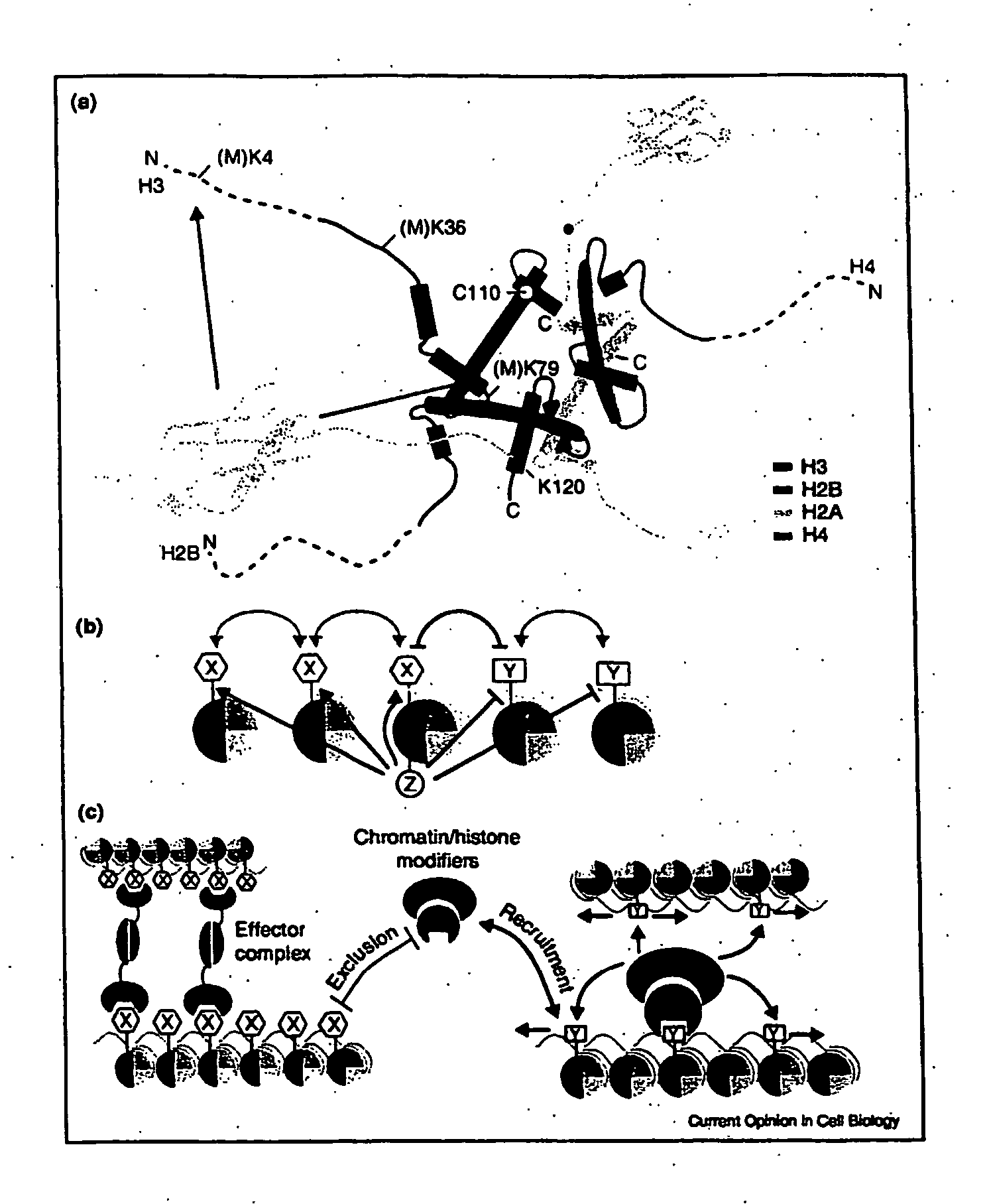 Histone Modifications as Binary Switches Controlling Gene Expression