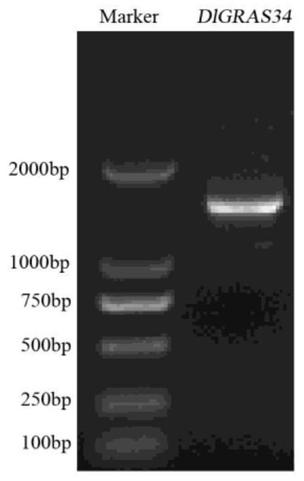 Longan gene DlGRAS34, protein and application of longan gene DlGRAS34 and protein in regulating and controlling flowering of plants