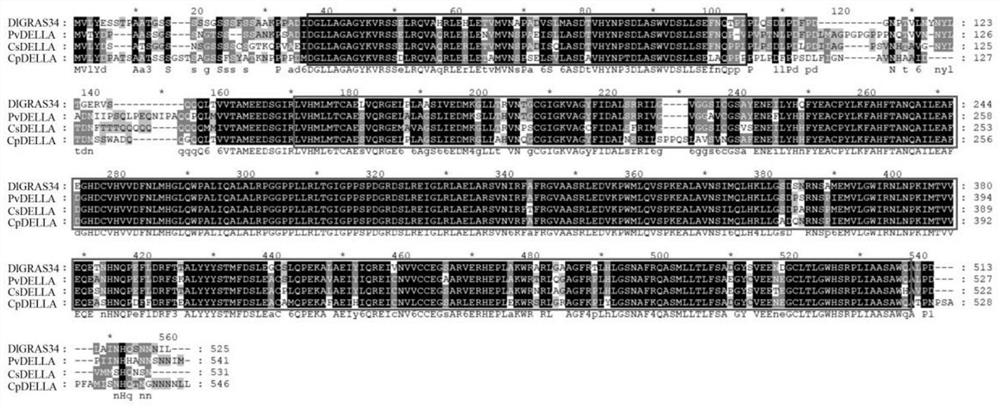 Longan gene DlGRAS34, protein and application of longan gene DlGRAS34 and protein in regulating and controlling flowering of plants