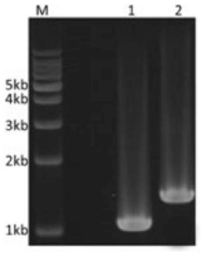 A kind of muscovy duck parvovirus VP3 gene recombinant fowlpox virus transfer vector and its construction method