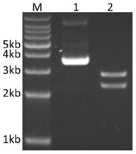 A kind of muscovy duck parvovirus VP3 gene recombinant fowlpox virus transfer vector and its construction method