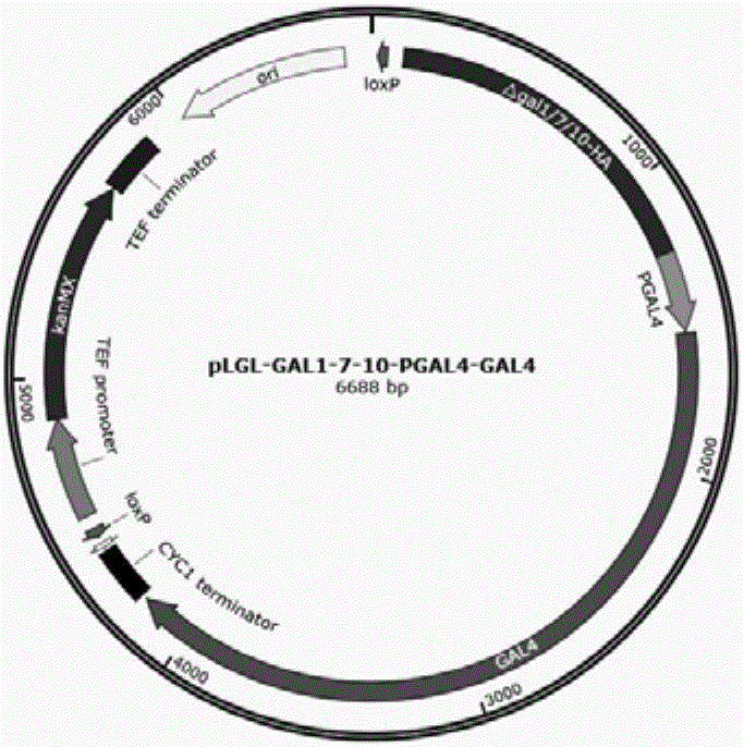 Method for improving isoprene synthesis capability of saccharomyces cerevisiae