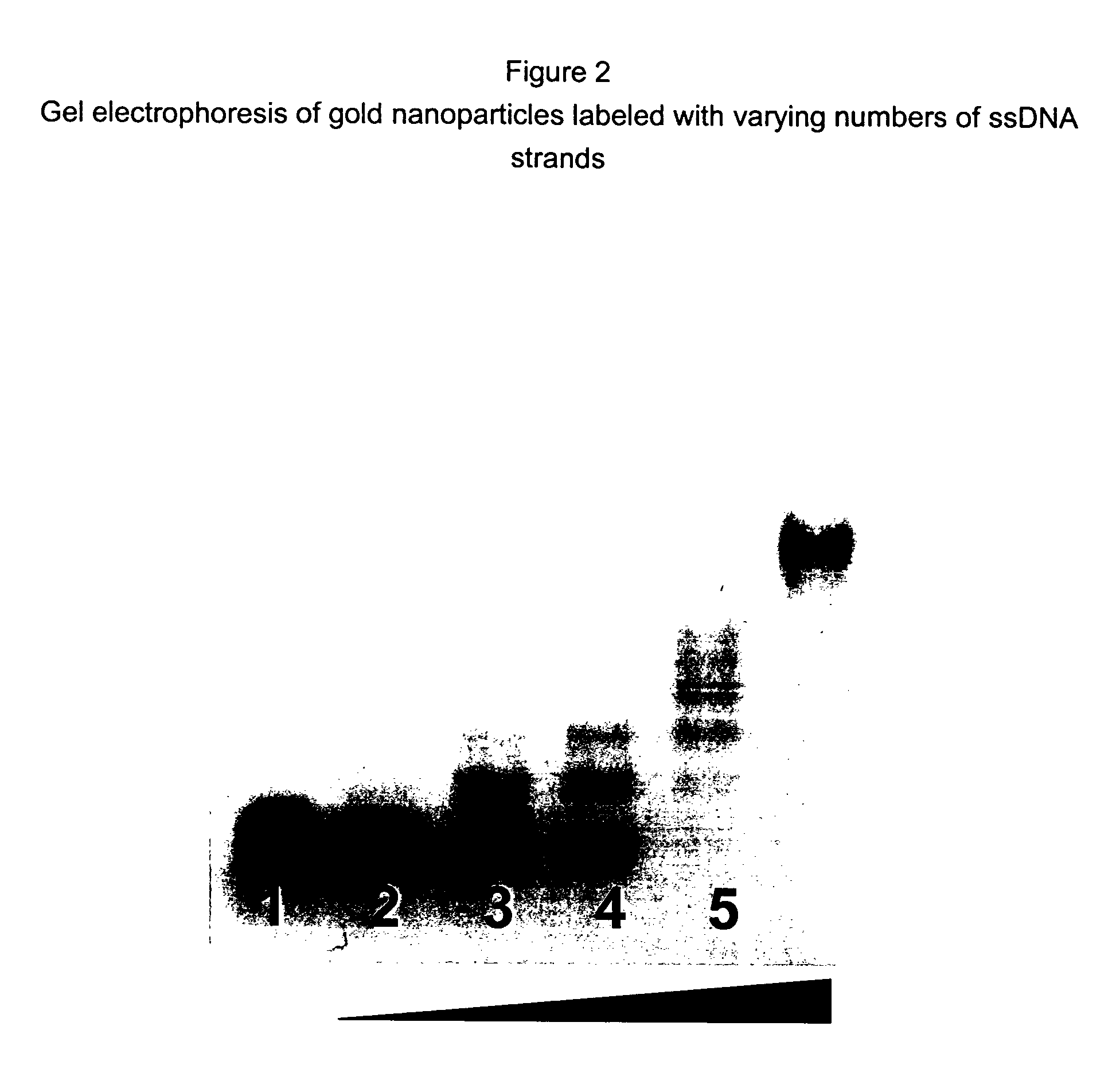 Nanoparticle complexes having a defined number of ligands