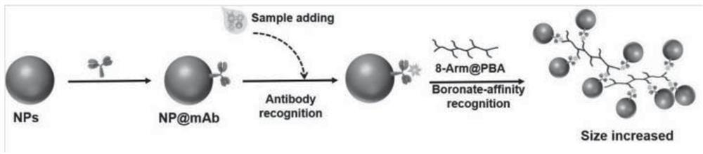 Glycoprotein dynamic light scattering immunization method based on phenylboronic acid cross-linking agent