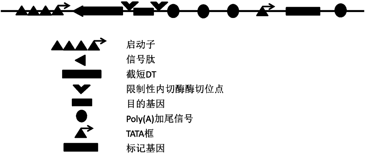 Expression vector of mammalian cell for industrial production